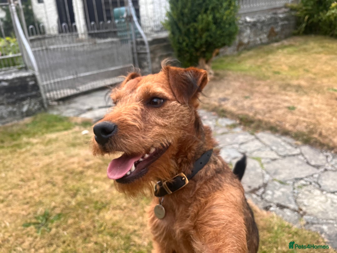Lakeland Terrier dogs for sale: Gorgeous George  - Image 7