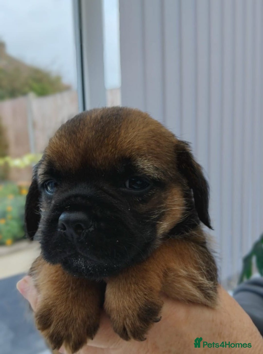 Border Terrier dogs for sale: BORDER TERRIER PUPS KC REG SLEM CLEAR - Image 6