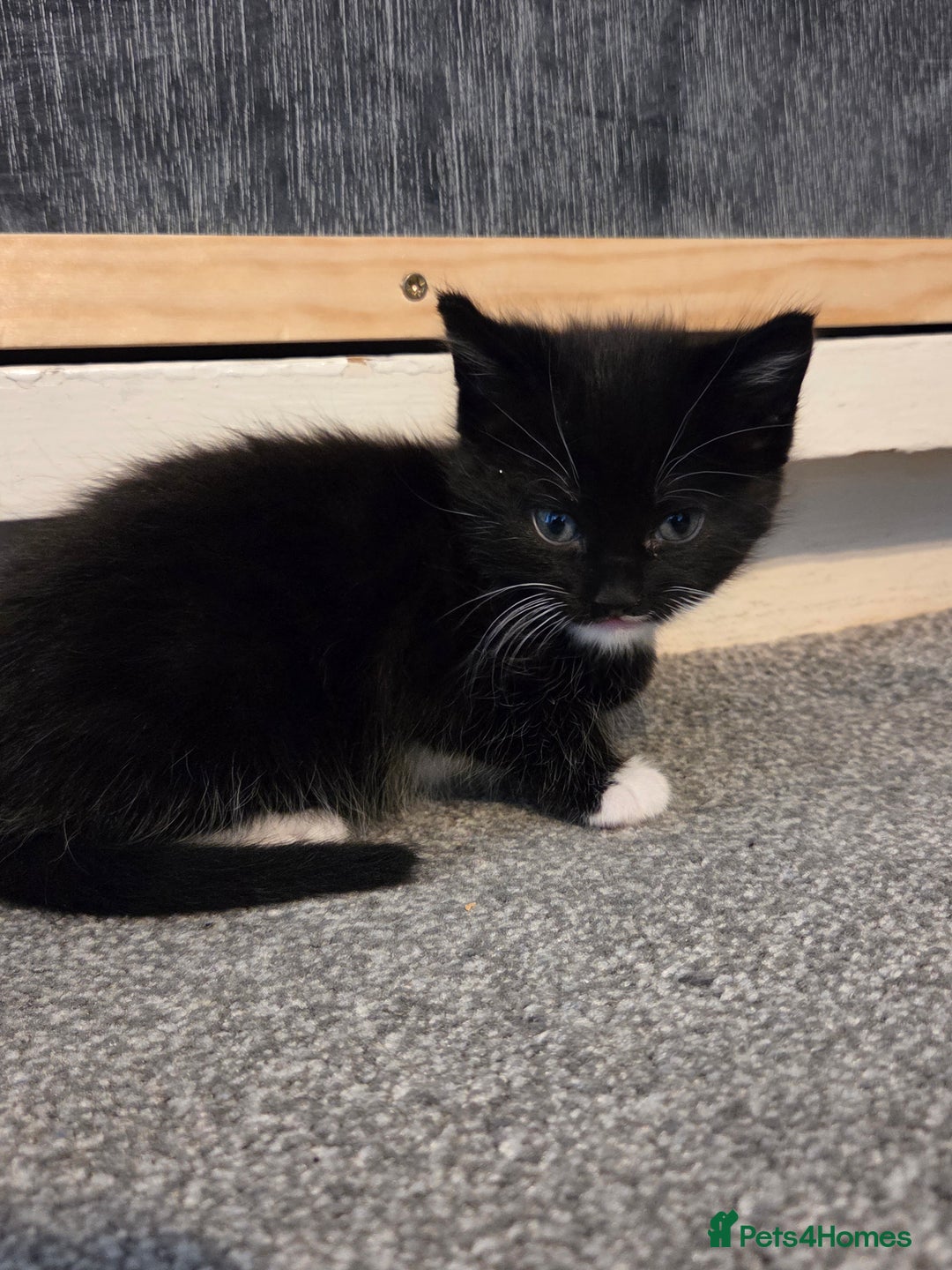 Mixed Breed cats for sale: 3 little kittens looking for forever home - Advert 8