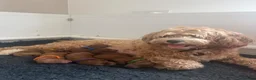 Cavapoo dogs for sale: Beautiful F1b Red Cavapoo Puppies - Advert 1