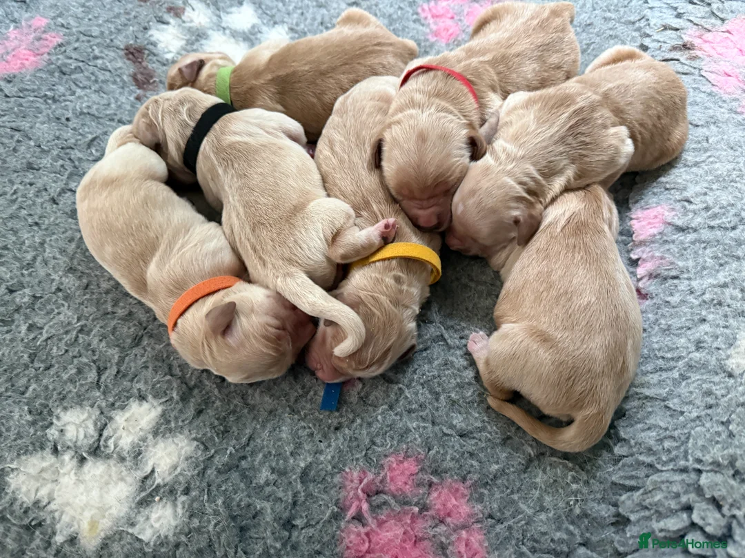 Golden Retriever dogs for sale: Golden Retriever Puppies ready on 17th may - Advert 2