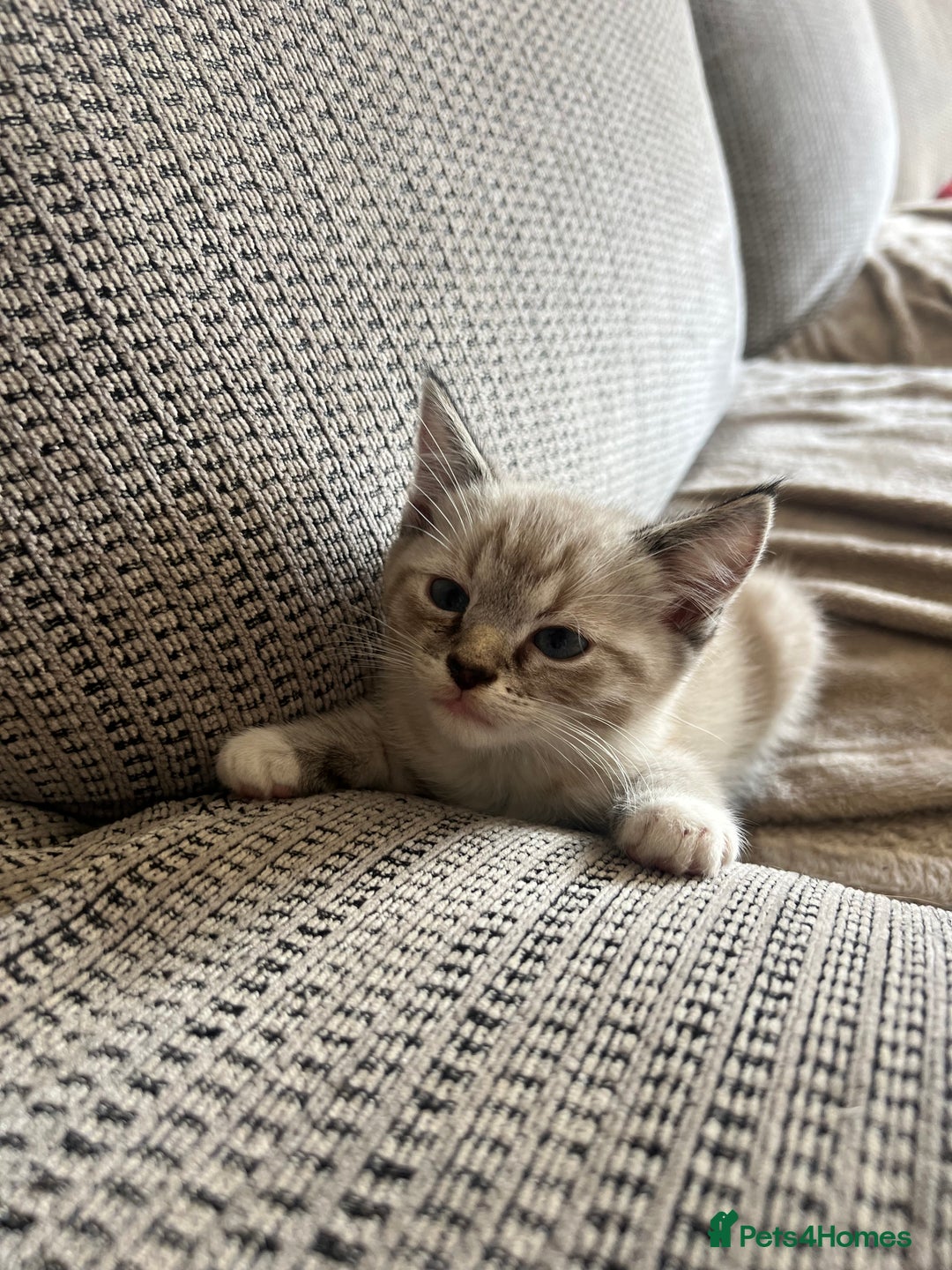 Ragdoll cats for sale: ONE BOY LEFT  Ragdoll cross kittens for sale  - Image 11