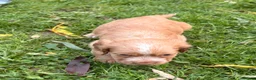 Cocker Spaniel dogs for sale: STUNNING WORKING COCKER SPANIEL PUPS - Advert 2