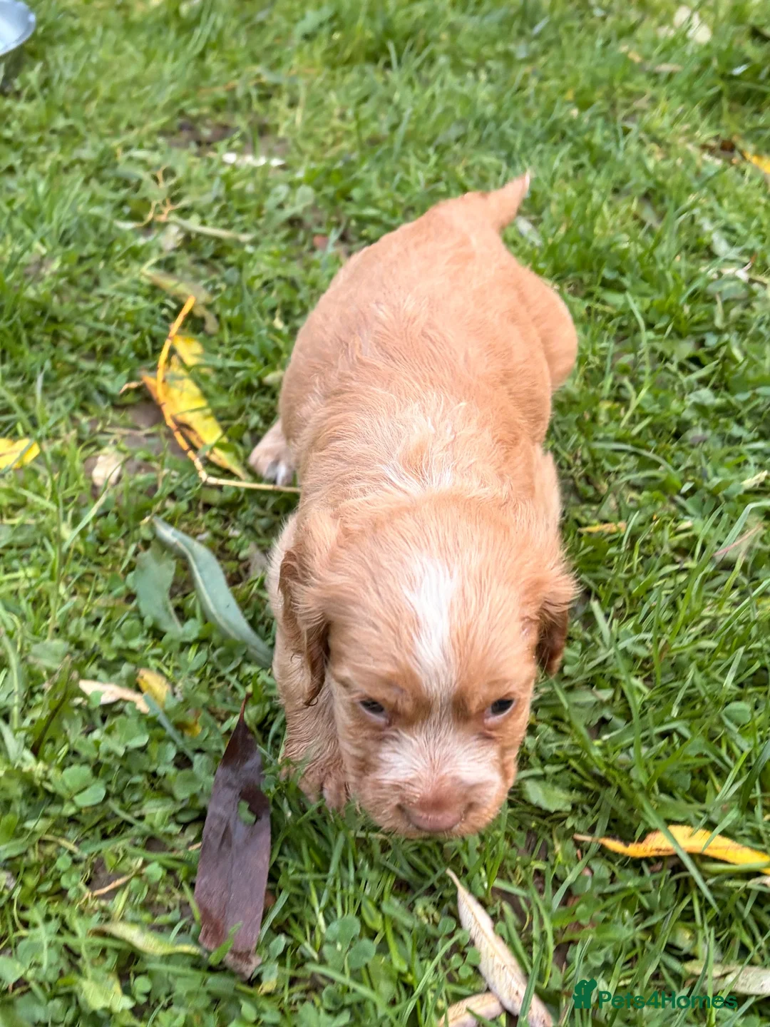 Cocker Spaniel dogs for sale: STUNNING WORKING COCKER SPANIEL PUPS - Advert 2
