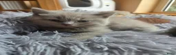 Scottish Fold cats for sale: Scottish kitten lilac blue, ready now, girl boy - Advert 28