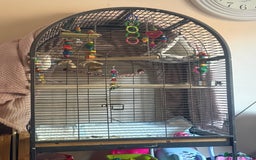 Parakeets birds for sale: Handreared Tame Albino Quaker - Image 9