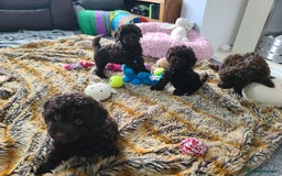 Cavapoo dogs for sale: Chocolate F1B Cavapoos. Health Tested.  - Image 32