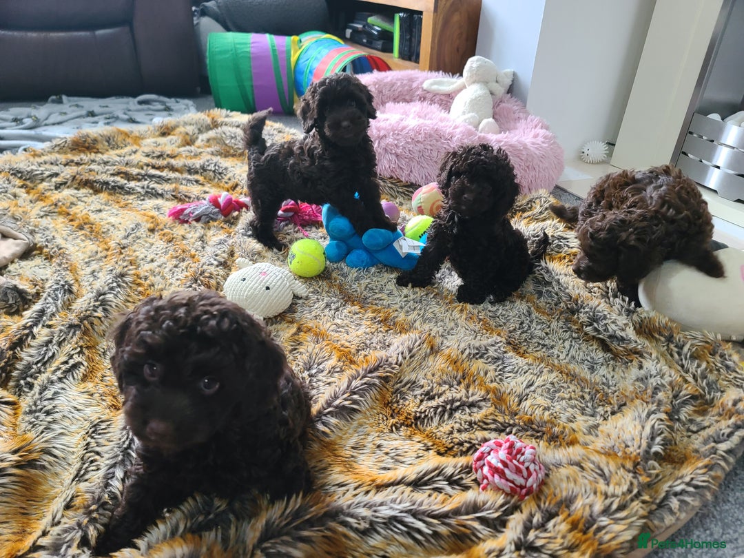 Cavapoo dogs for sale: Chocolate F1B Cavapoos. Health Tested.  - Image 32