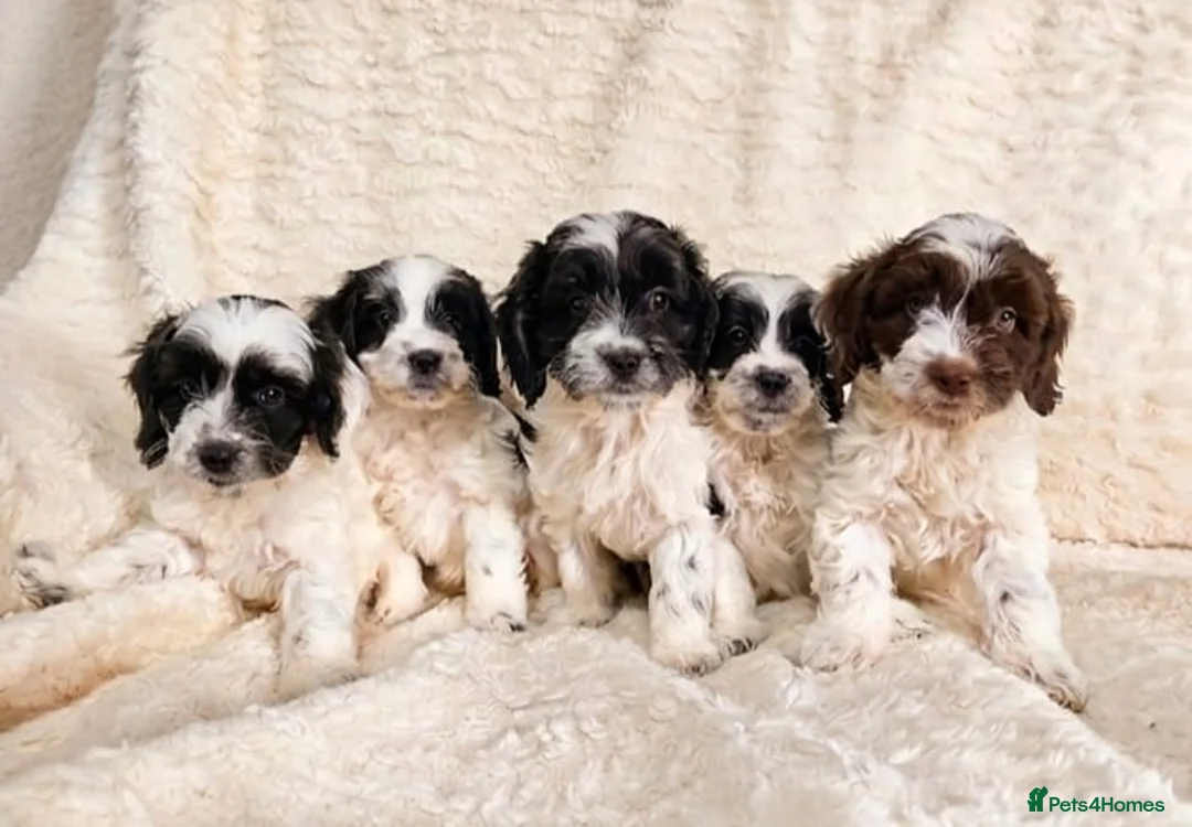 Cockapoo dogs for sale: 4 Boys 1 Girl. DNA Health Tested F1 Cockapoos.  - Advert 1
