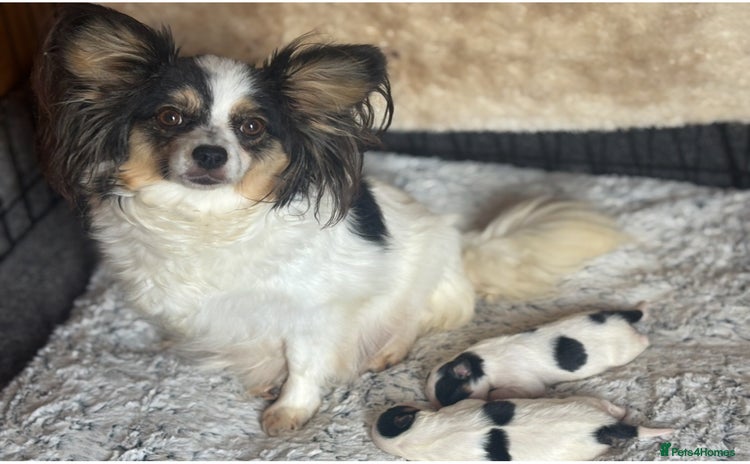 Papillon dogs - Advert 1