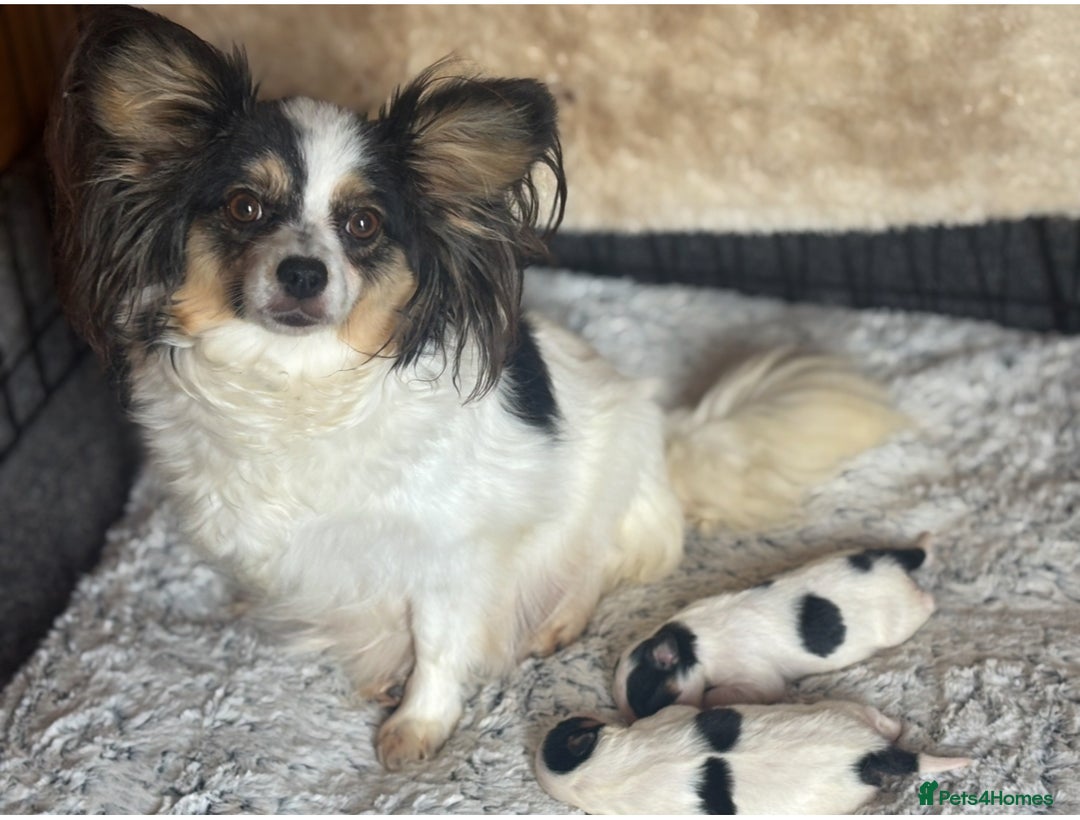 Papillon dogs for sale: 2 Beautiful Pedigree Female Papillons  - Image 1