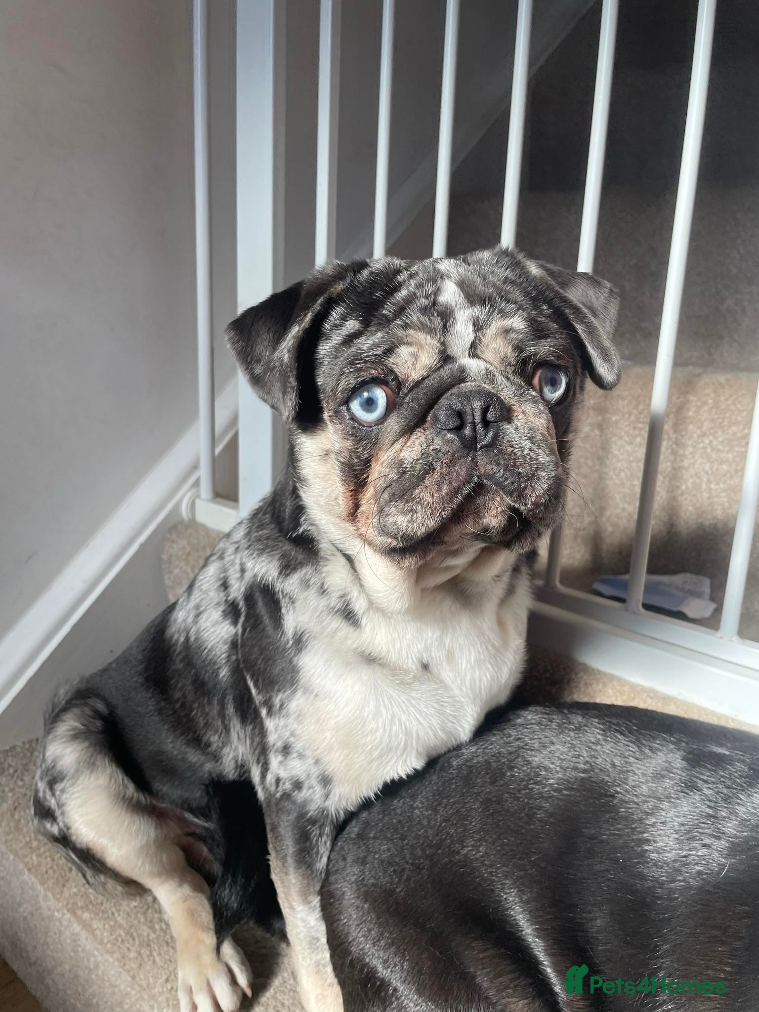 Pug dogs ✨️ SPECIAL OFFER BLUE & TAN MERLE PUG STUD ✨️ in Caldicot - Advert 16