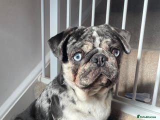 Pug dogs ✨️ SPECIAL OFFER BLUE & TAN MERLE PUG STUD ✨️ in Caldicot - Advert 1