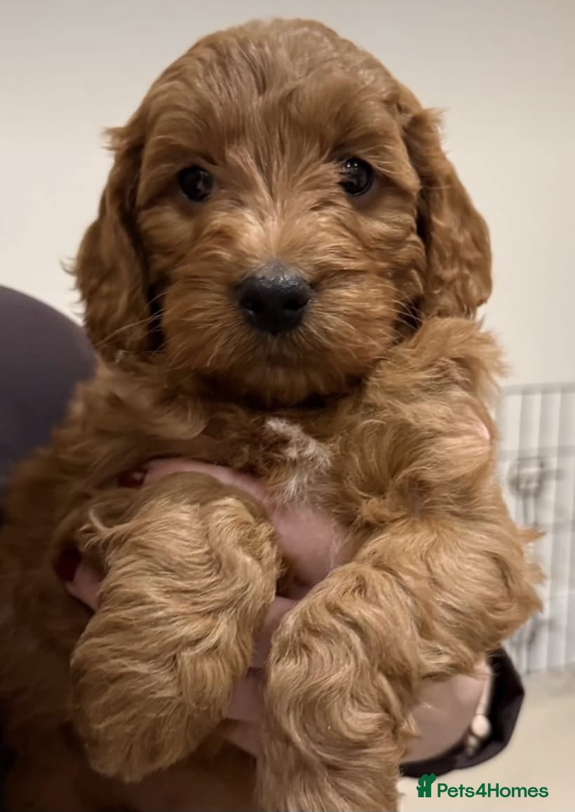 Cockapoo dogs Red cockerpoo pups  - Advert 1