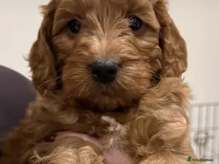 Cockapoo dogs Red cockerpoo pups - Advert 2