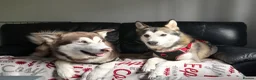 Alaskan Malamute dogs for sale: Alaskan Malamute  - Advert 7