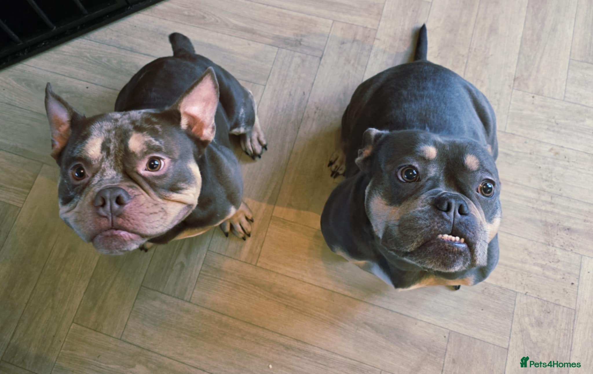 American Bully dogs Micro exotic bully's  - Advert 2
