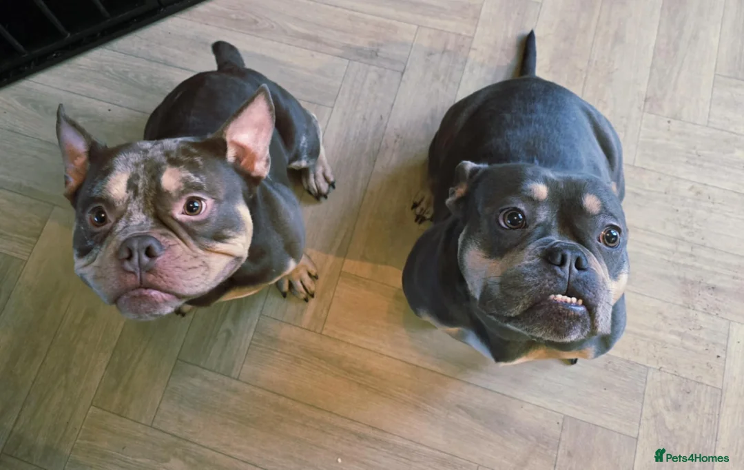 American Bully dogs for sale: Micro exotic bully's  - Advert 1