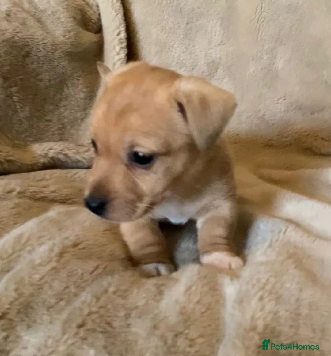 Jack Russell dogs for sale: Exceptional unusual coloured mini JR puppies - Advert 12