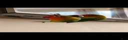 Lovebirds birds for sale: Super clingy and loving birds for sale as a pair - Advert 6