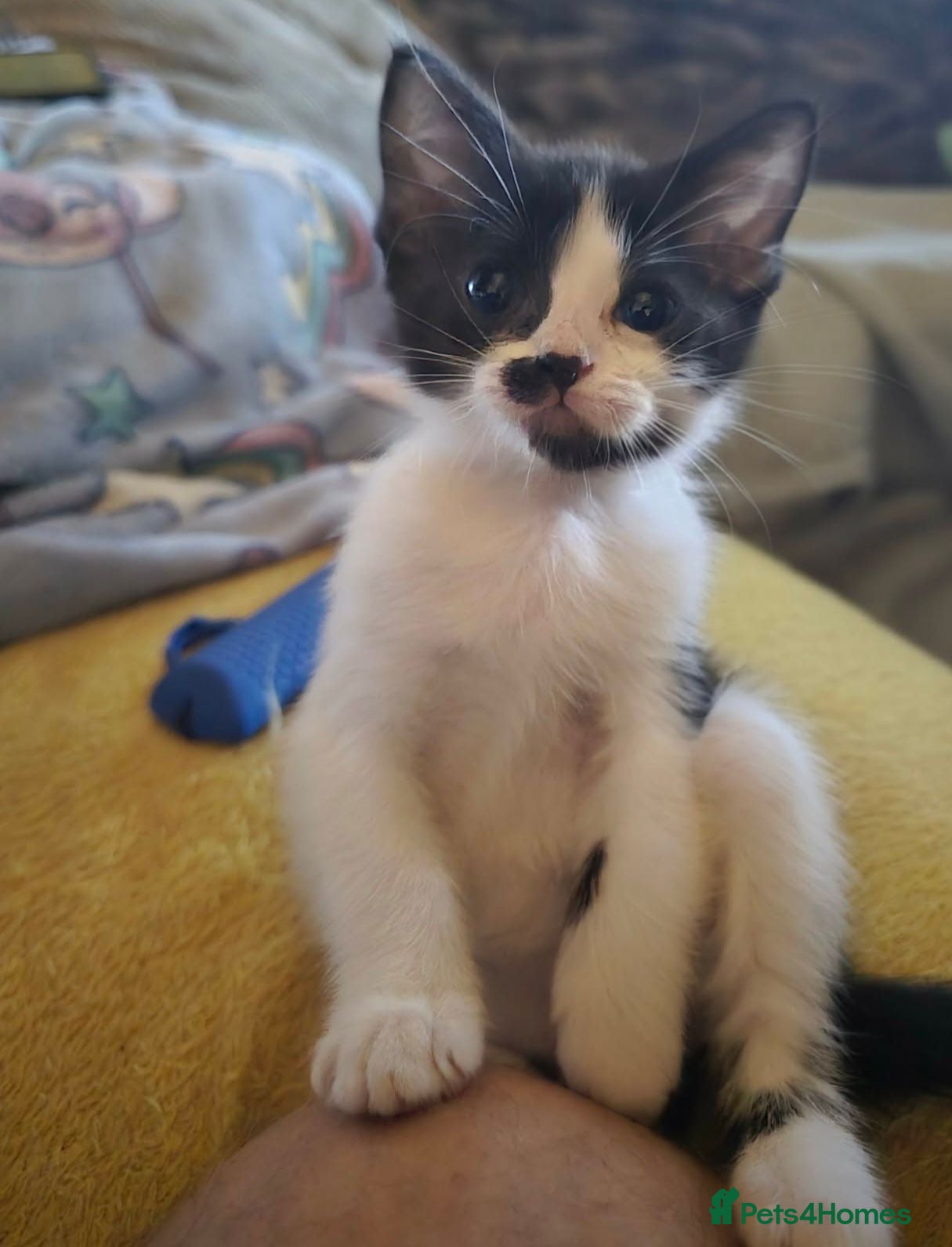 Mixed Breed cats Bunch of happy kittens - Advert 17