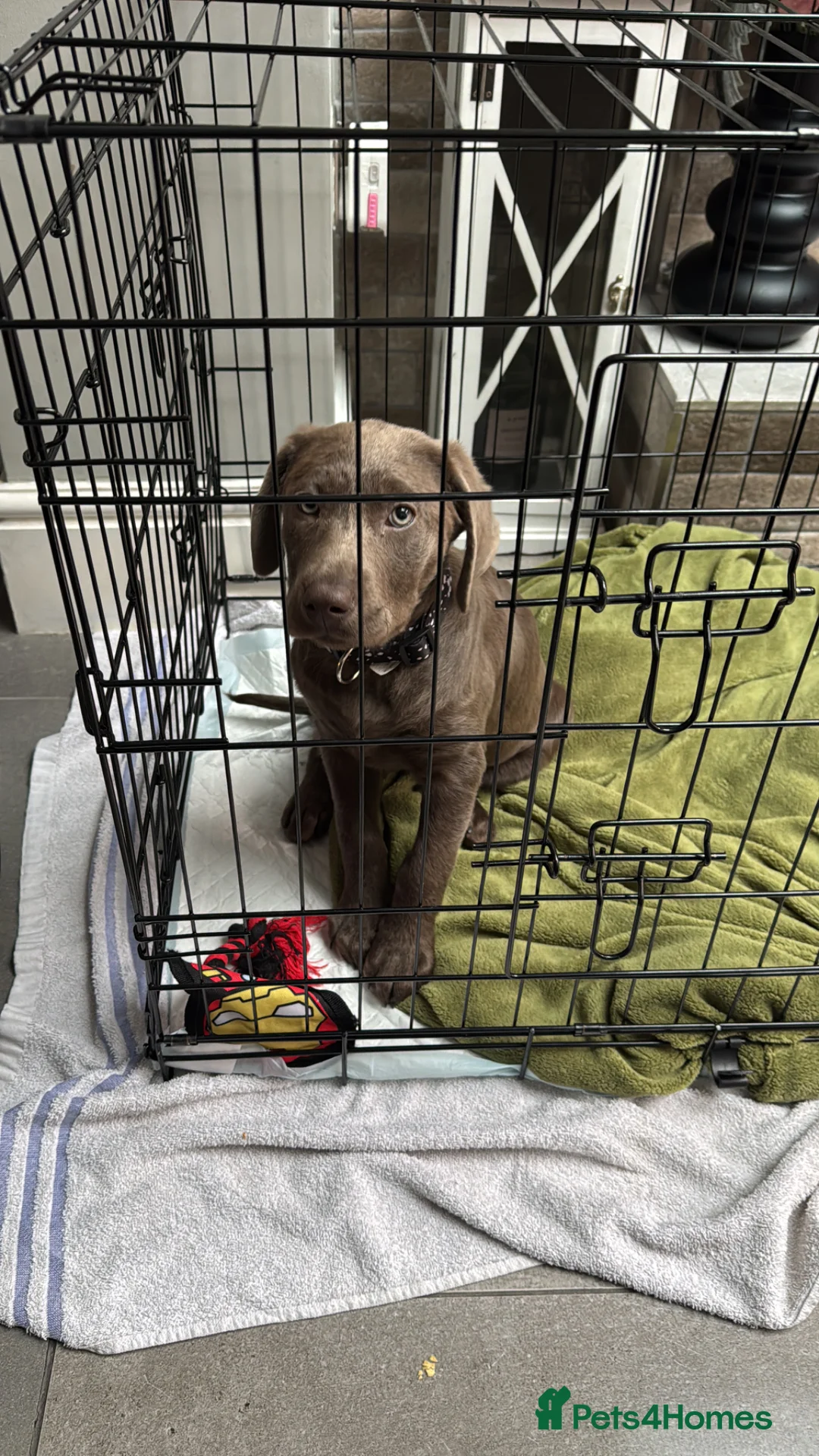 Labrador Retriever dogs for sale: Silver labrador in Bilston - Advert 6