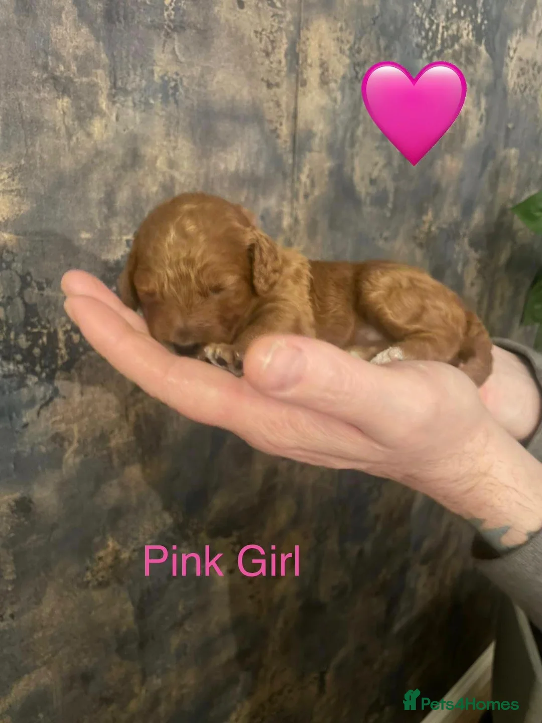 Cockapoo dogs for sale: 🐾Outstanding Health Checked Cockapoo puppies 🐶  - Advert 8