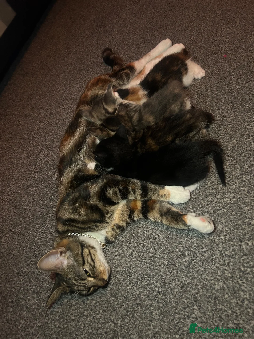 Mixed Breed cats for sale: 3 Gorgeous Female Kittens Ready Now  🐾  - Advert 2