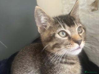 Mixed Breed cats *LAST ONE* Ragdoll, Bengal, main coon mix kittens - Advert 14