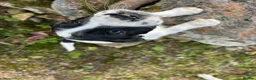Sprocker dogs for sale: sprockers in Banchory - Advert 4