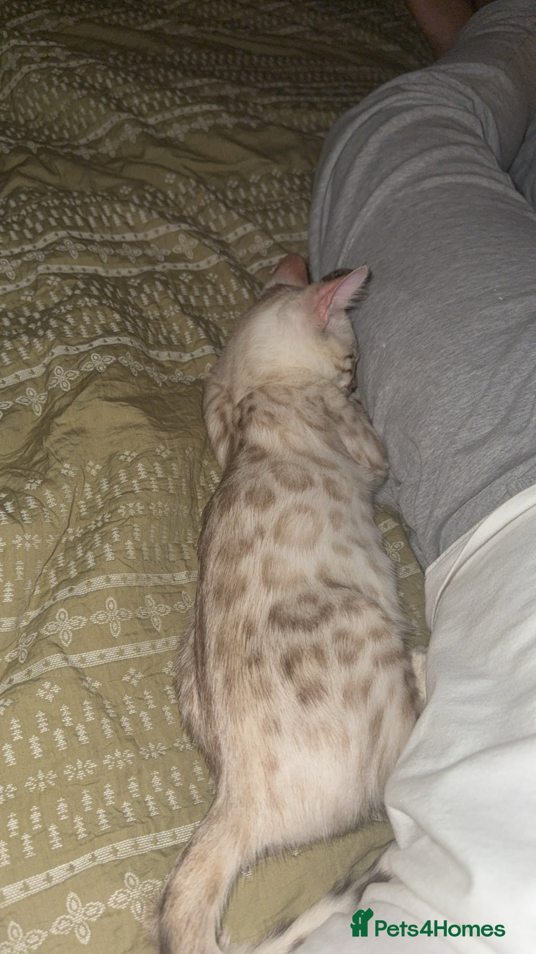 Bengal cats for sale: GCCF Snow Lynx girl  - Advert 6