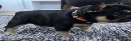 French Bulldog dogs for sale: Beautiful tiny wrinkles French Bulldogs for sale - Advert 2