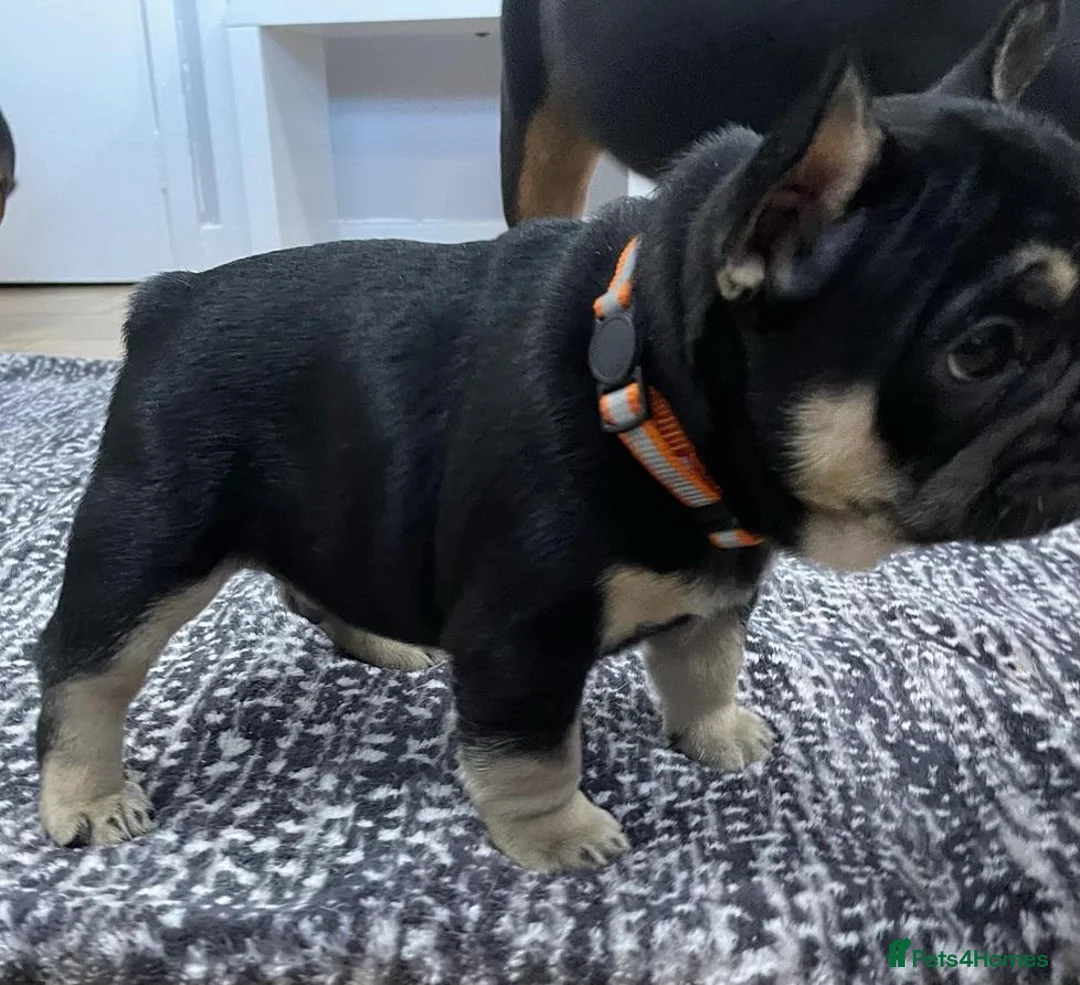 French Bulldog dogs for sale: Beautiful tiny wrinkles French Bulldogs for sale - Advert 2