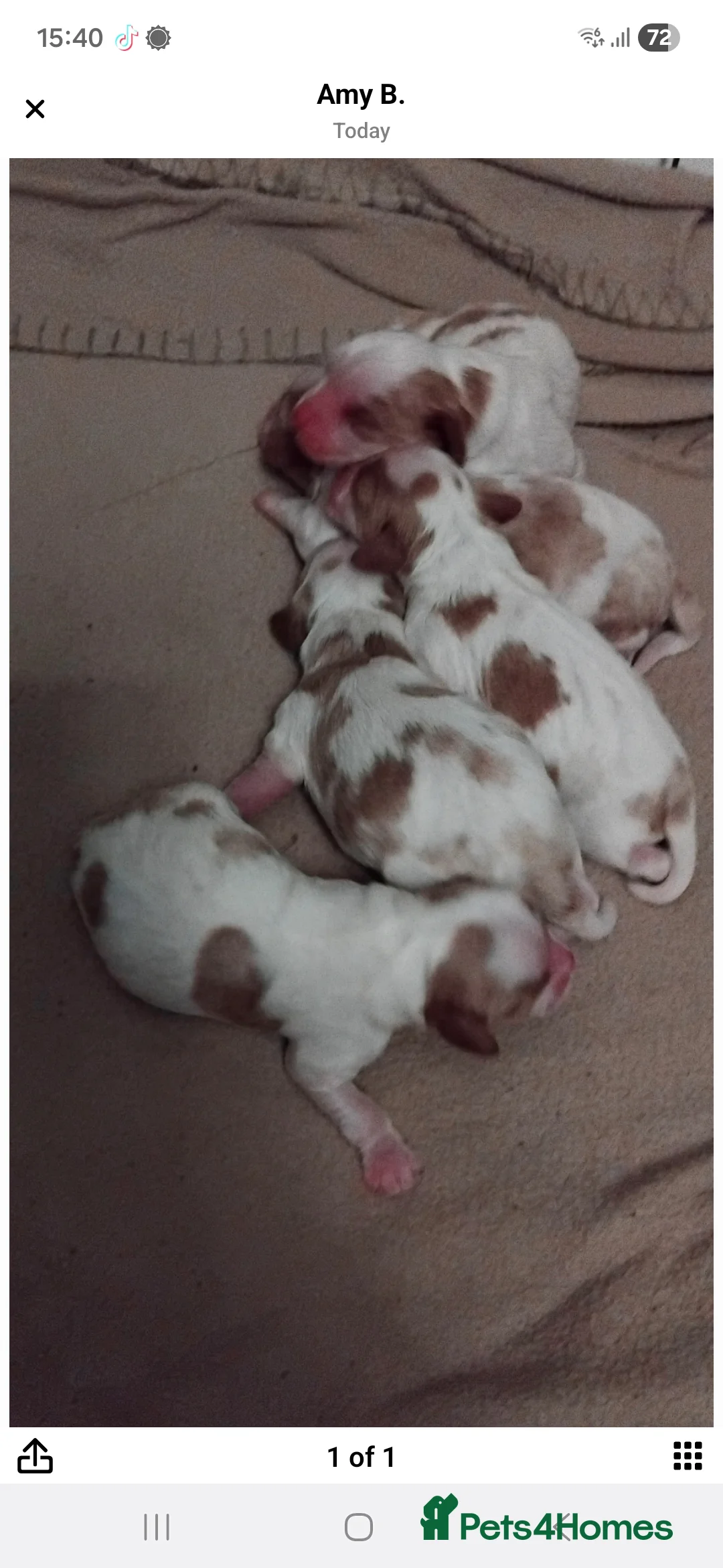 Cavalier King Charles Spaniel dogs for stud: Cavaliear King Charles Stud Only - Advert 11