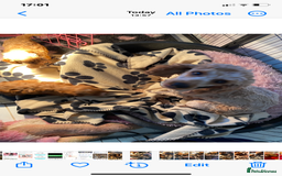 Cavapoo dogs for sale: F1 cavapoo puppys girls and boys  - Advert 11