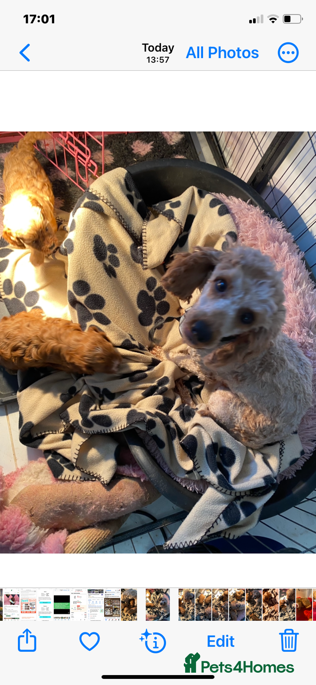 Cavapoo dogs for sale: F1 cavapoo puppys girls and boys  - Advert 11