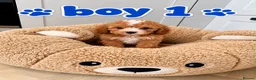 Maltipoo dogs for sale: 🌟🐻 Our five-star Asian Maltipoo teddy bears  - Advert 14