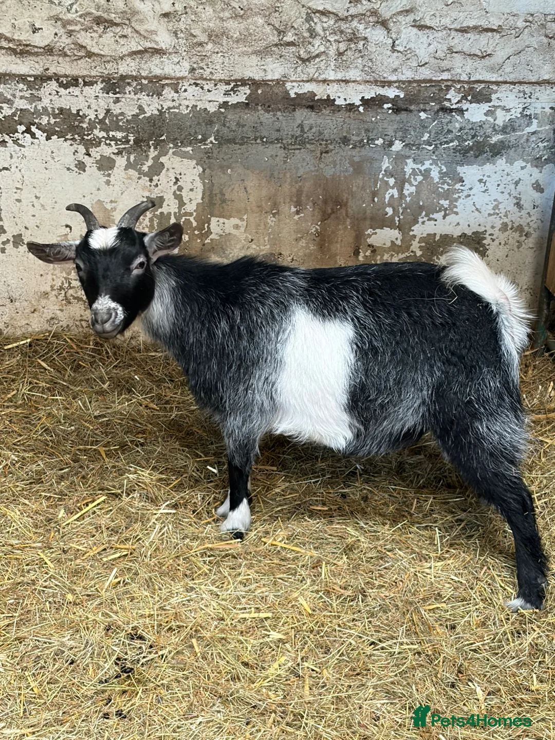 Goats livestock for sale: Pygmy Goats For Sale - Advert 9