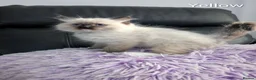 Ragdoll cats for sale: Stunning GCCF REG PEDIGREE RAGDOLLS - Advert 29