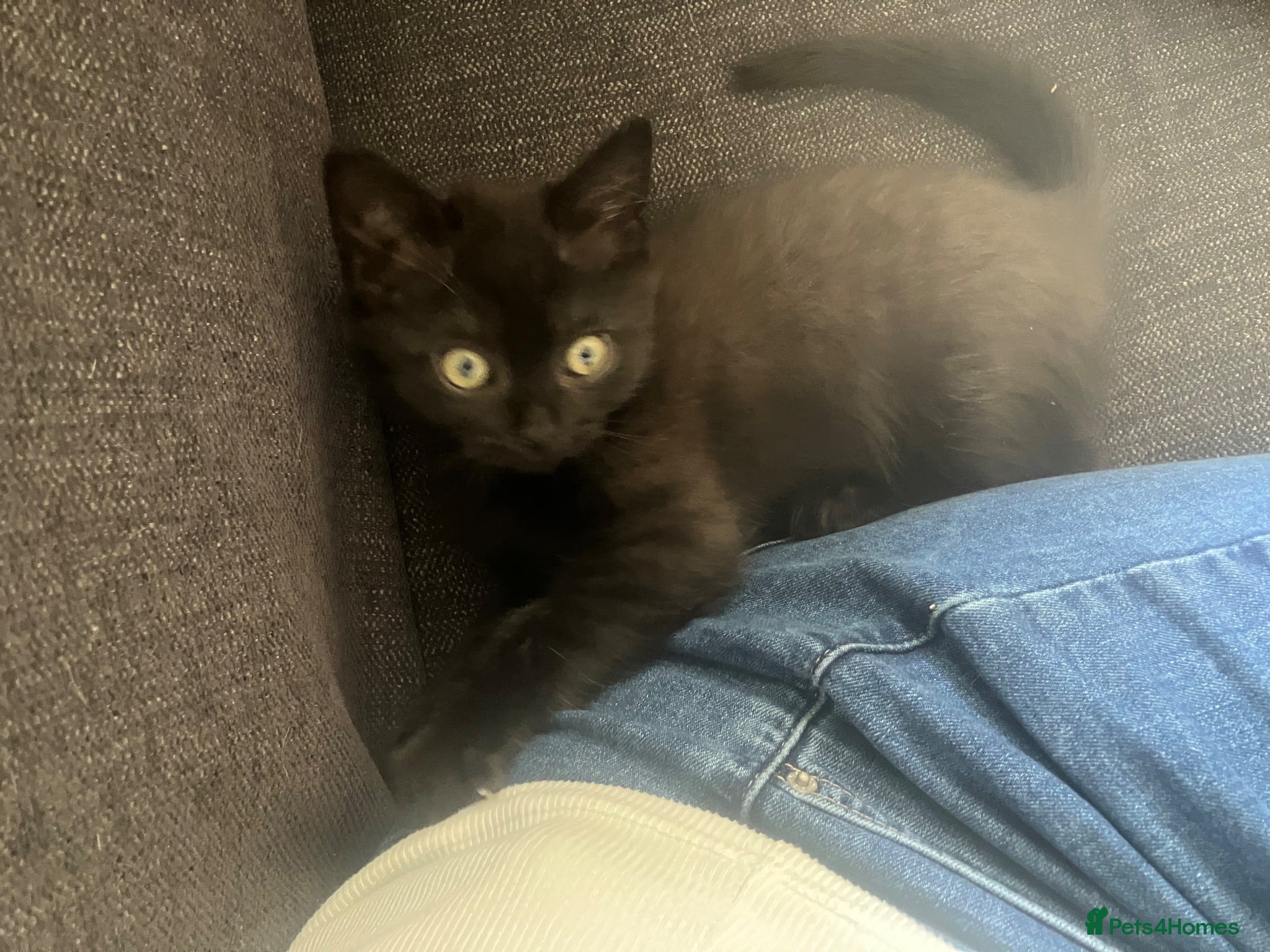 Scottish Fold cats Last 2 kittens reduced price - Advert 2