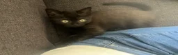 Scottish Fold cats for sale: Last boy needs loving home  - Advert 3