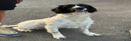 Sprocker dogs for sale: 2 year old male sprocker  - Advert 3