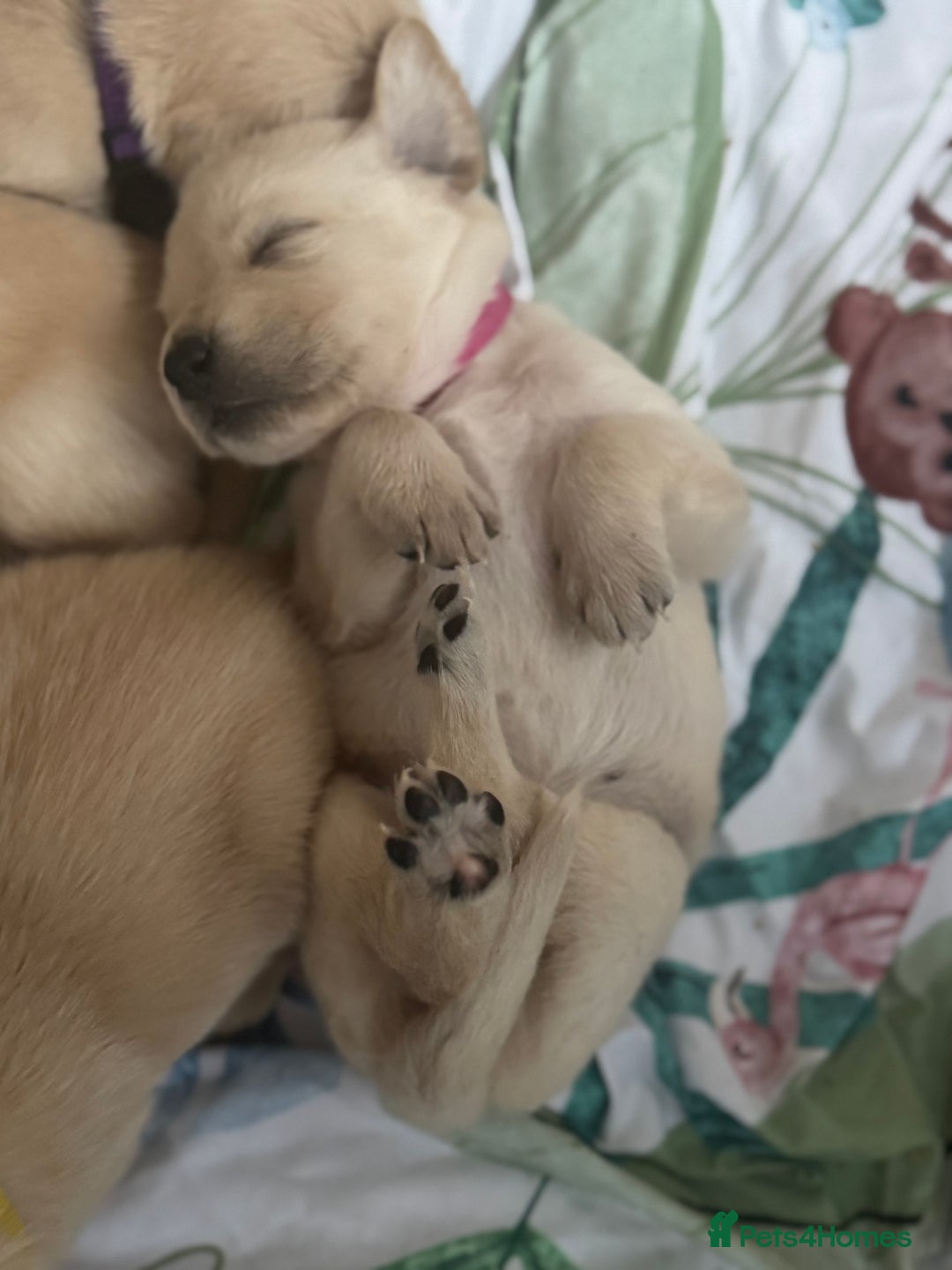 Goldador dogs for sale: Beautiful goldador puppies  - Image 13