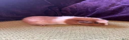 Guinea Pig rodents for sale: Guinea pigs  - Advert 3