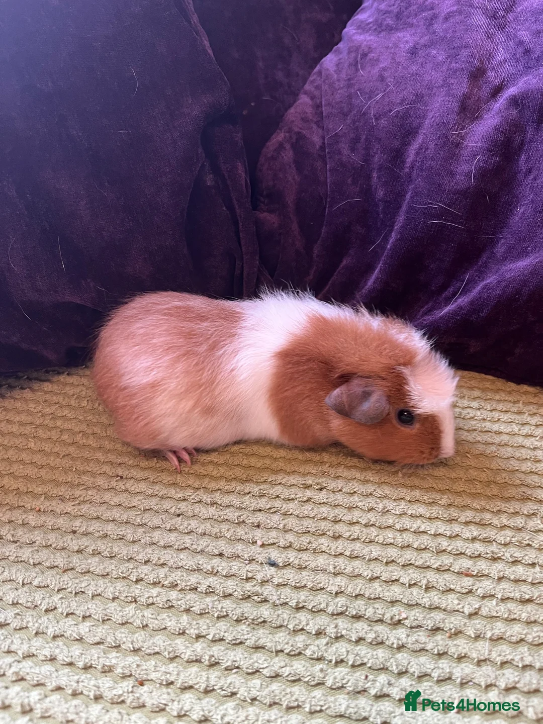 Guinea Pig rodents for sale: Guinea pigs  - Advert 3