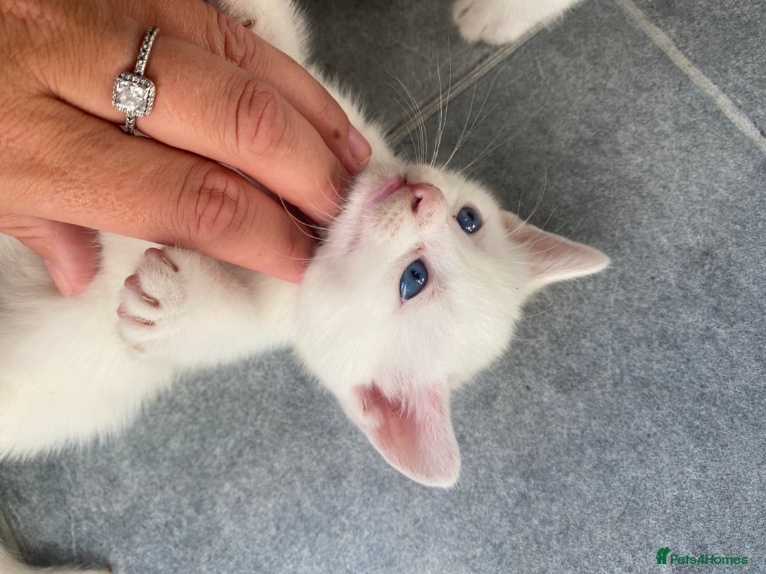 Domestic Shorthair cats for sale: 2 blue eyed Girls  - Image 3