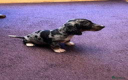 Dachshund dogs for sale: Very unusual sausage dogs - Image 5