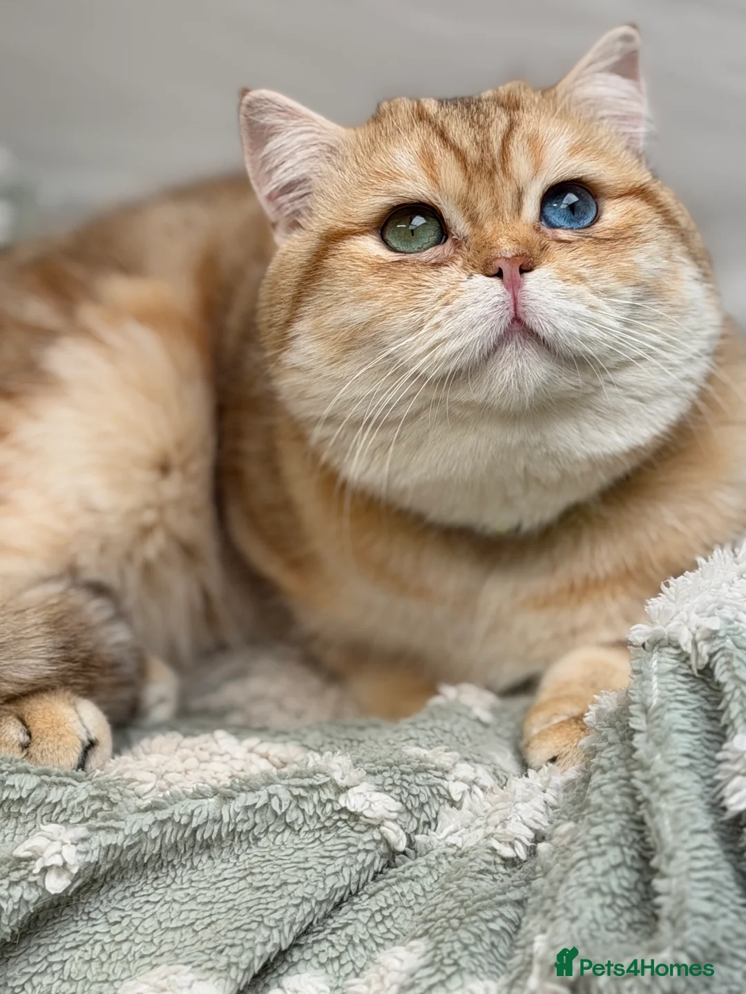 British Shorthair cats for stud: British shorthair Golden lovely stud boy GCCF - Advert 11