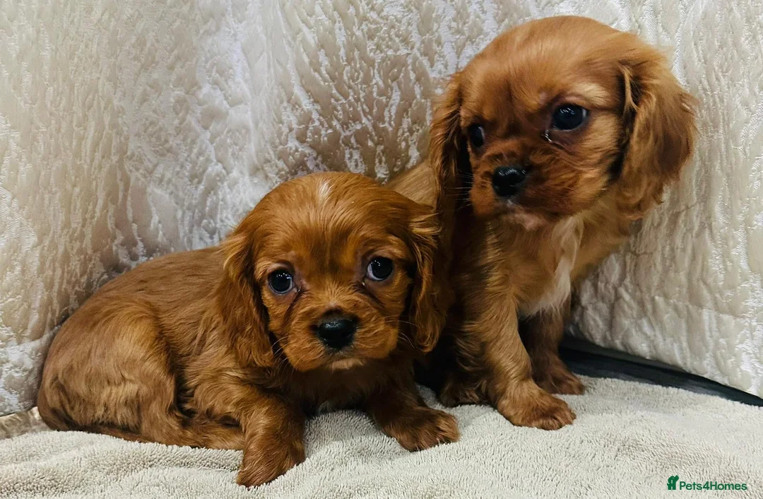 Cavalier King Charles Spaniel dogs for sale: Cavalier King Charles  in Deal - Advert 1