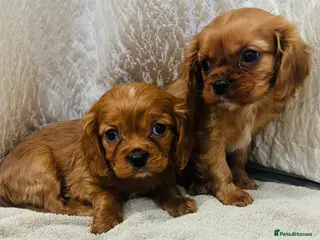 Cavalier King Charles Spaniel dogs Cavalier King Charles in Deal - Advert 12